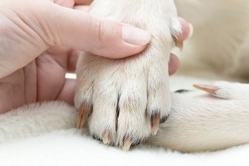 a hand holding dog's paw