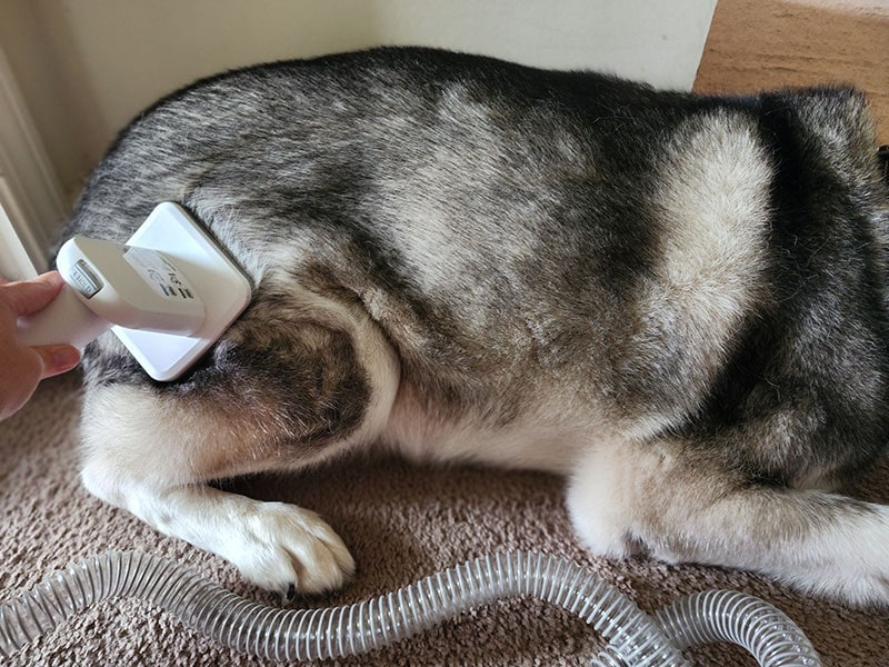 a husky dog getting groomed using the grooming brush from petkit