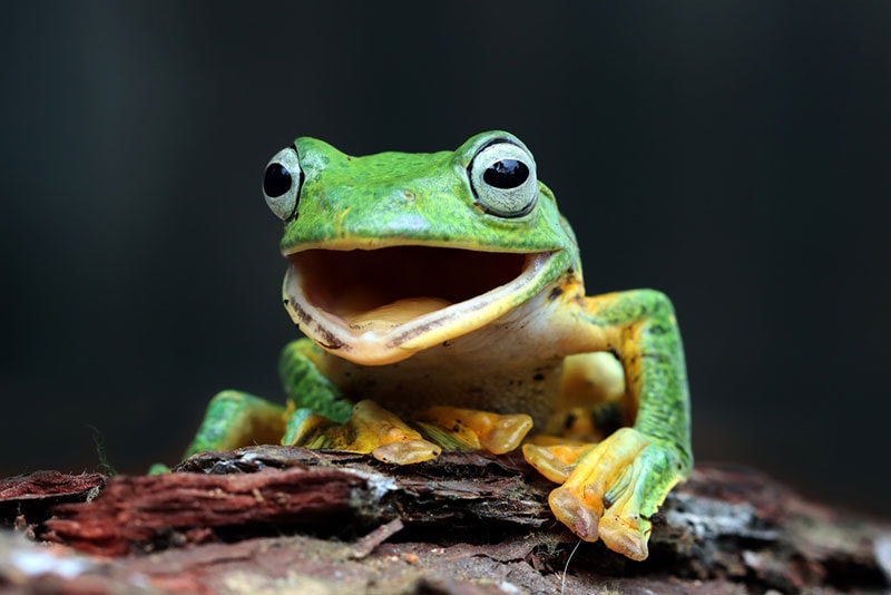 a male javan tree frog