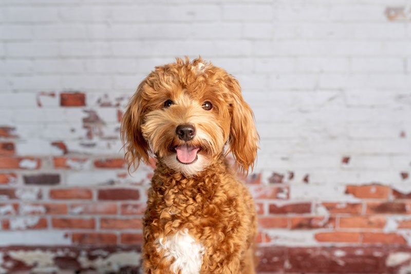 a mini goldendoodle dog posing a studio