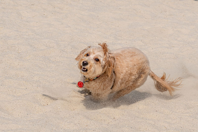 a mini goldendoodle dog running and playing on the sand