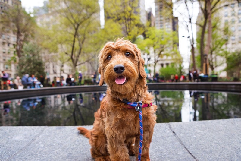 a miniature goldendoodle dog sitting near park fountain