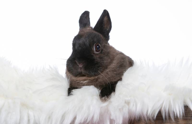 a polish rabbit on white fur