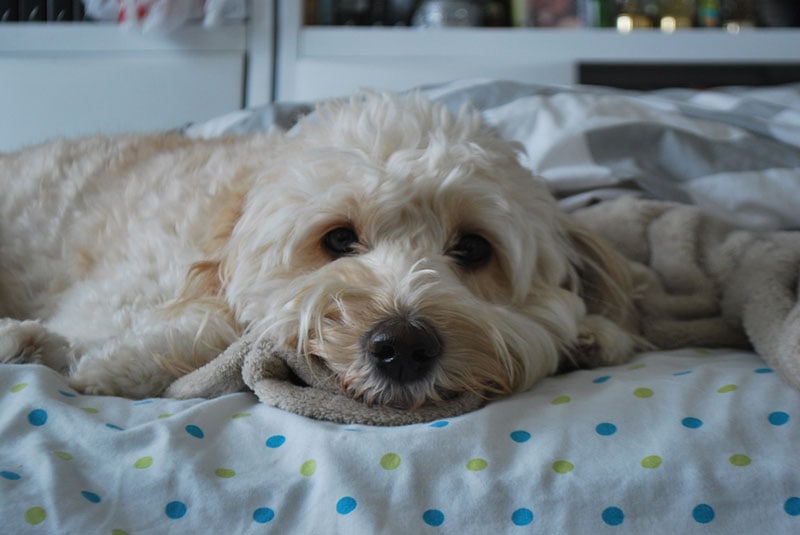a sad looking mini goldendoodle dog lying on the bed