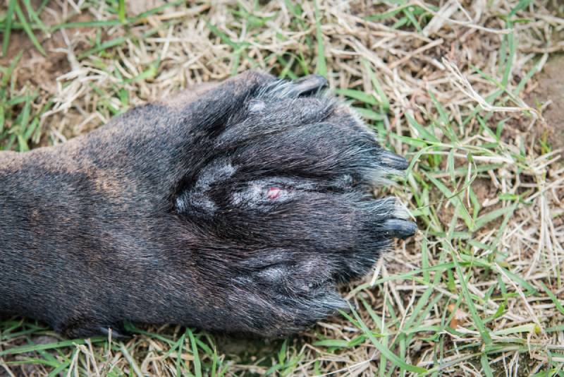 Why Is My Dog s Paw Swollen 7 Vet Reviewed Reasons Hepper