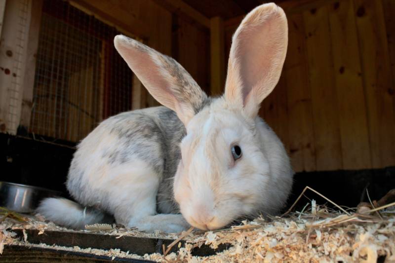 adult harlequin gotland rabbit in a hutch