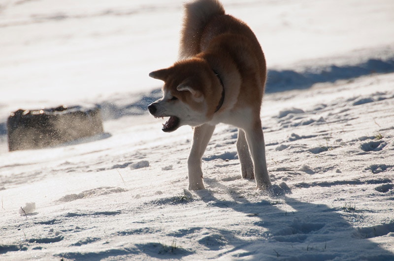aggressive akita dog barking in the snow