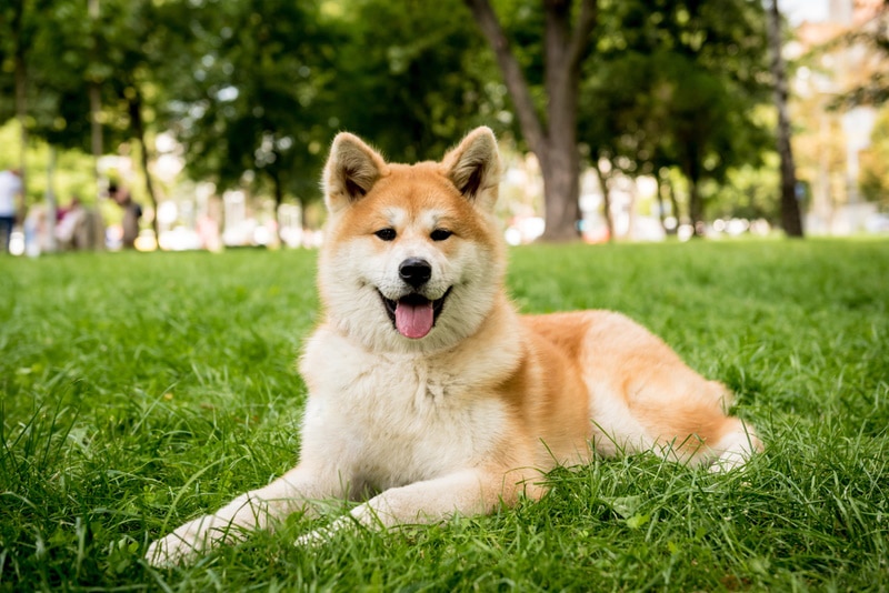 Akita shedding sales