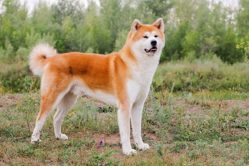 akita dog standing outdoor