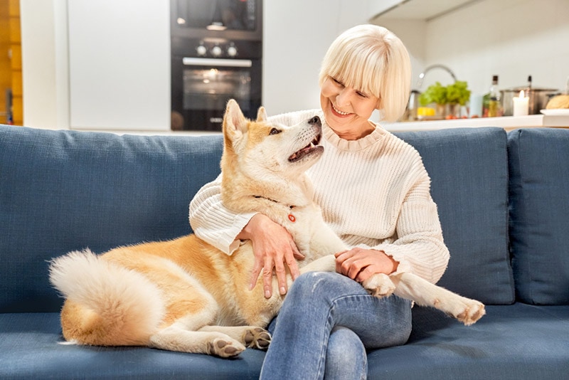 akita dog with her owner on the couch