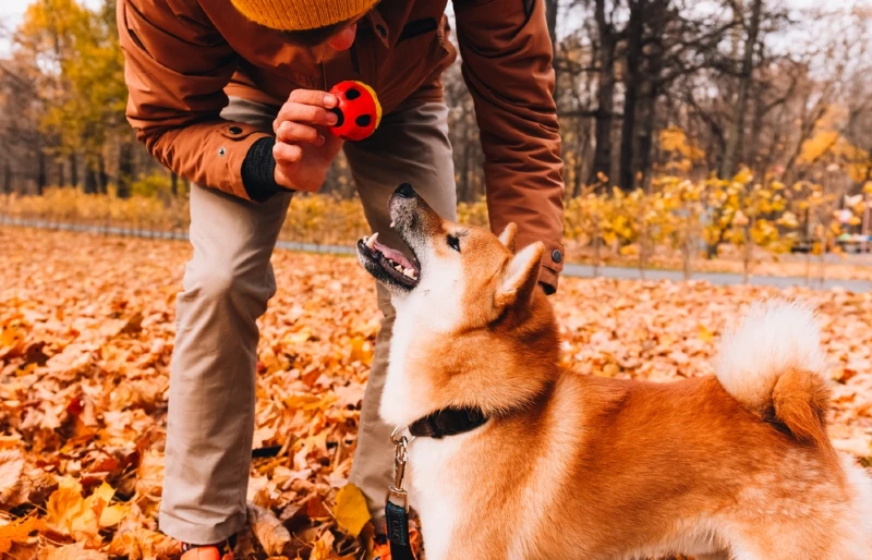 akita inu dog being trained and taught tricks with ball outdoors