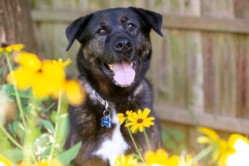 akita rottweiler mix surrounded with flowers