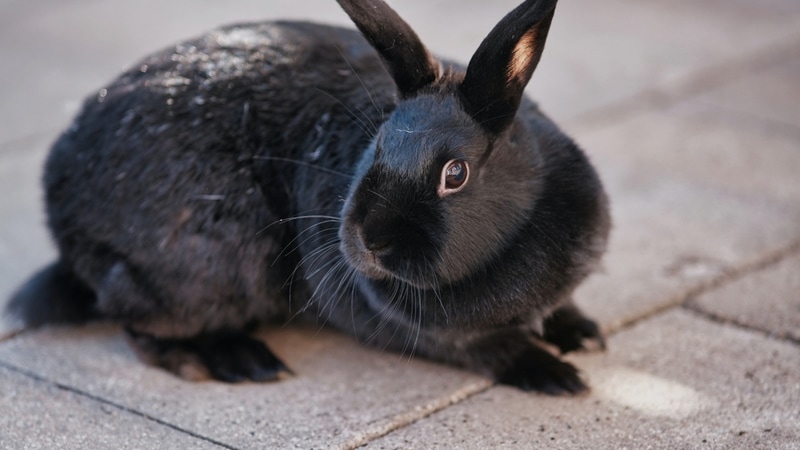 alaskan rabbit