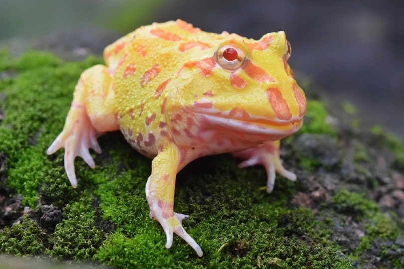 albino pacman frog on top of weeds