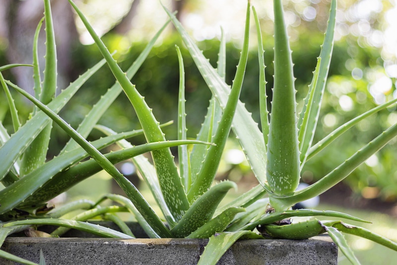 aloe vera plants