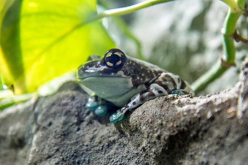 amazon milk frog on a tree branch