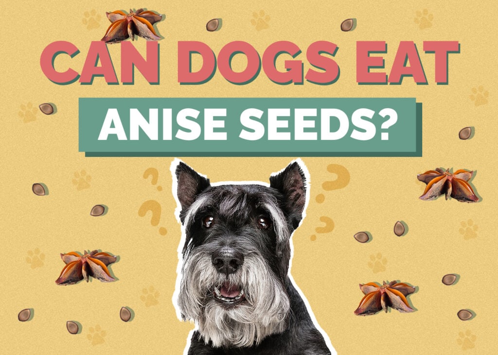 Can Dogs Eat Anise Seed