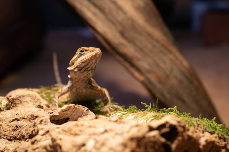 australian bearded dragon lizard