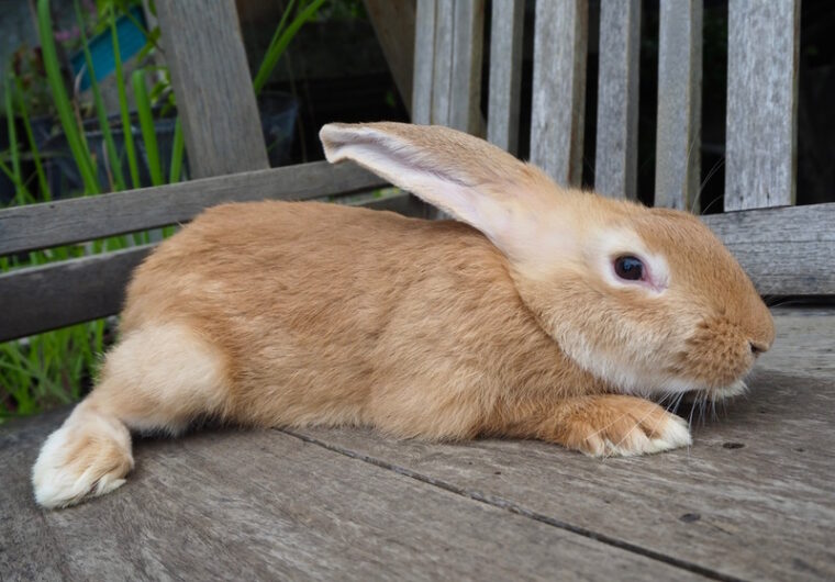Continental Giant Rabbit Info, Care, Diet, Pictures & More Hepper