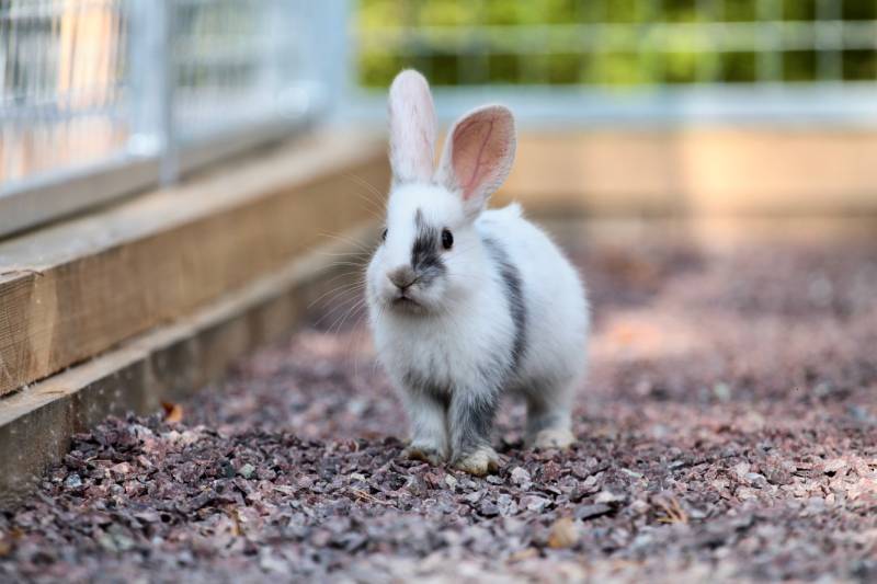 baby gotland rabbit running in big gravel enclosure