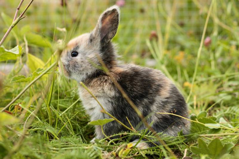 baby gotland rabbit sitting in a grass field