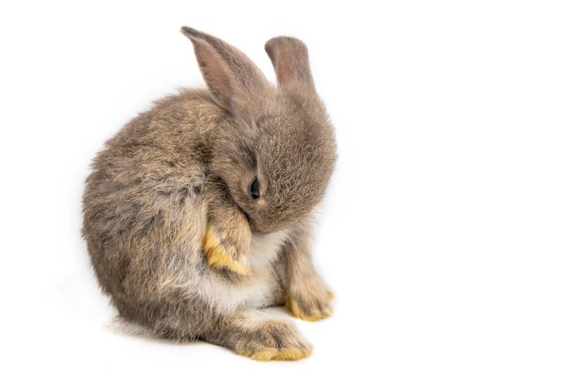 baby rabbit fur gray and long ear is sitting and cleaning body