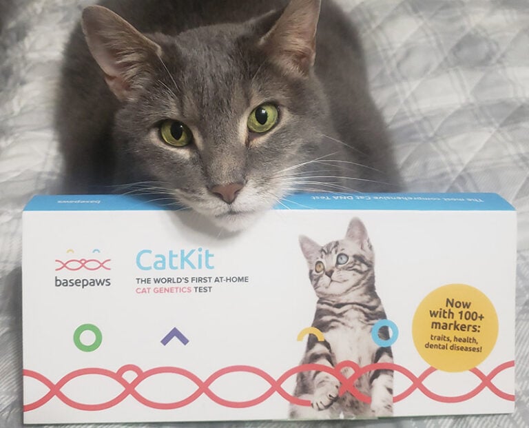 Basepaws Cat Breed + Health DNA Test Review 2024 Our Expert’s Opinion