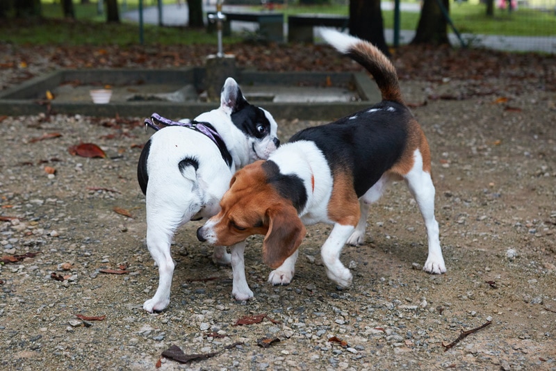 beagle sniffing french bulldogs butt