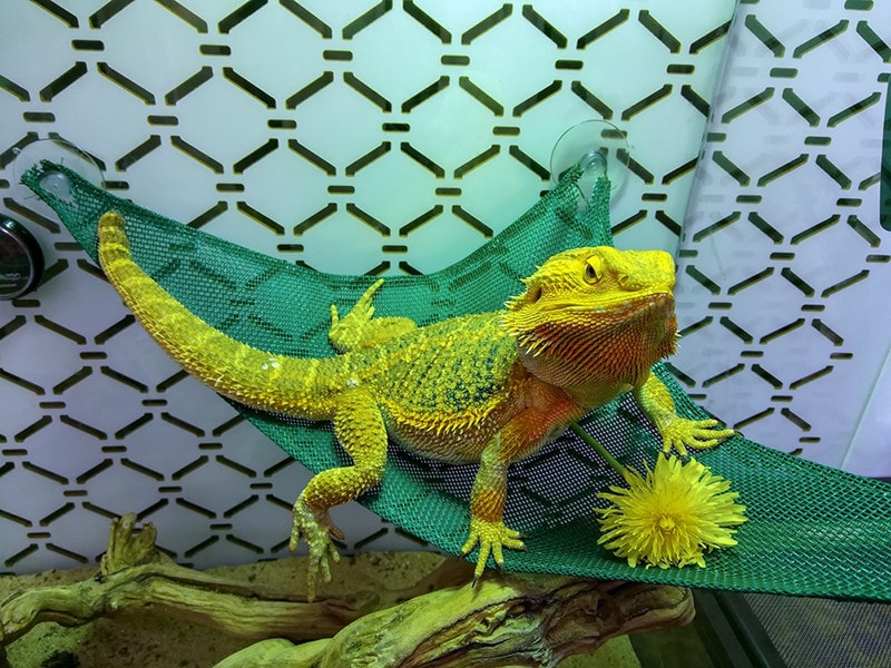 bearded agama of bright color bearded dragon in hammock