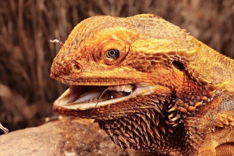 Can Bearded Dragons Eat Stink Bugs? VetReviewed Safety Facts Hepper