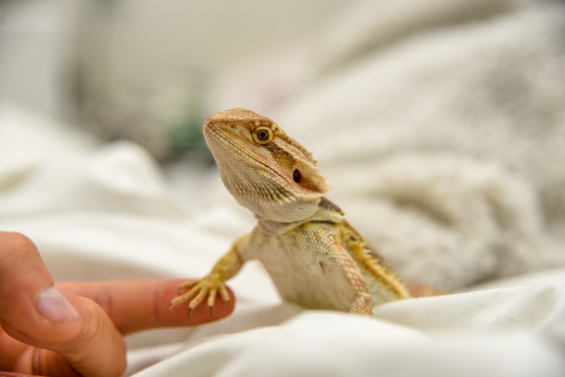 bearded dragon holding mans finger