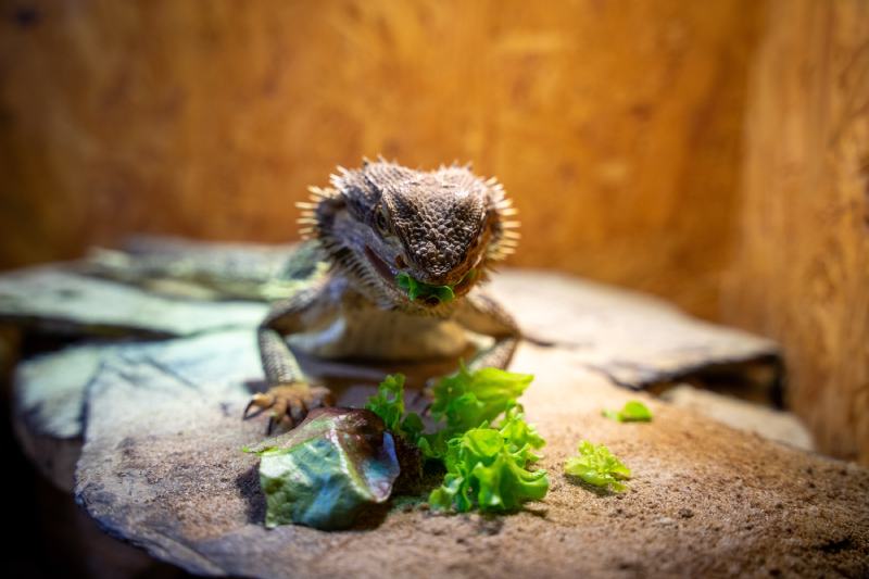 bearded dragon in a terrarium eating vegetables