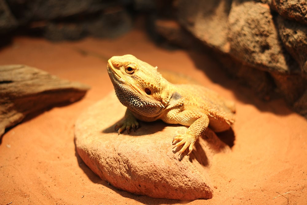 bearded dragon inside the terrarium