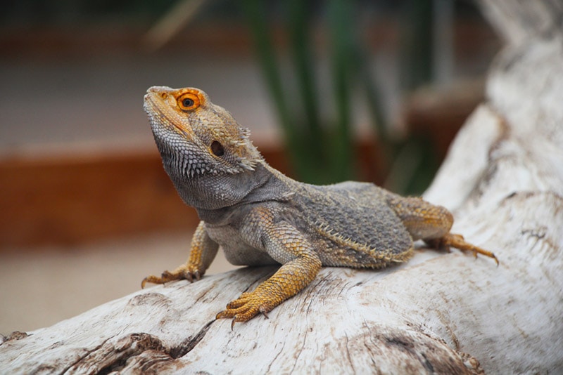 bearded dragon on a branch