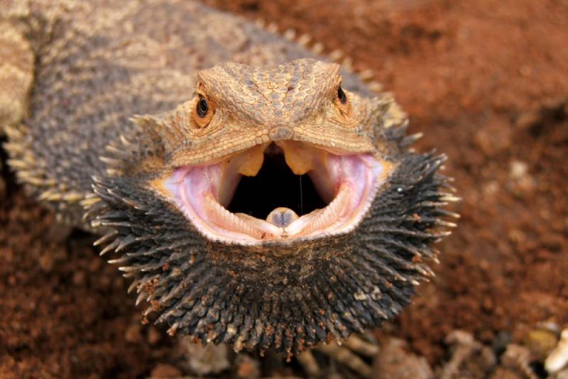 bearded dragon opening its mouth