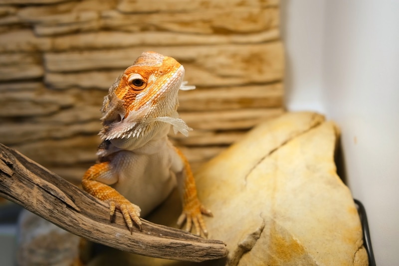 bearded dragon shedding