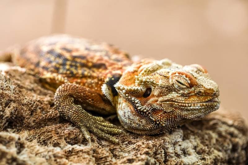 bearded dragon sleeping on a stone