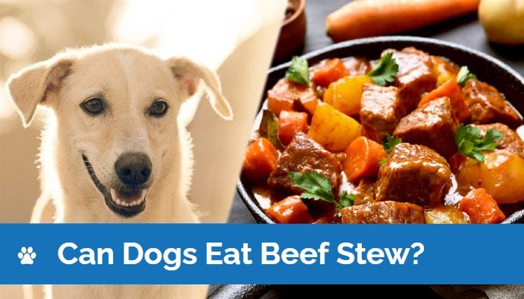 HEP_can dogs eat beef stew