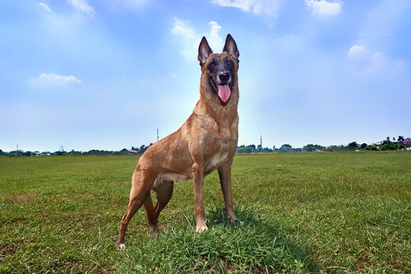 How Big Do Belgian Malinois Get? With Growth & Weight Chart | Hepper