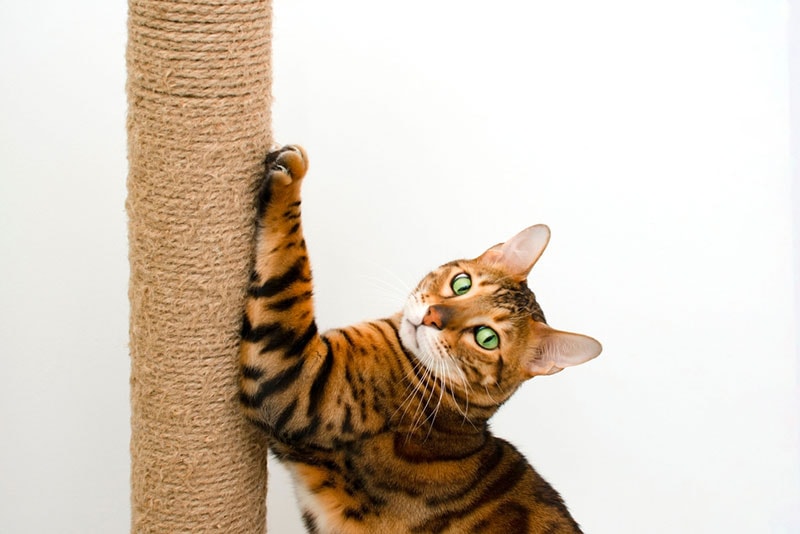 bengal cat scratching the vertical scratch post