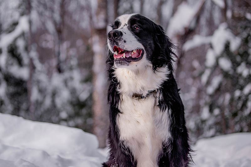 bernese newfoundland mix dog outdoor during winter