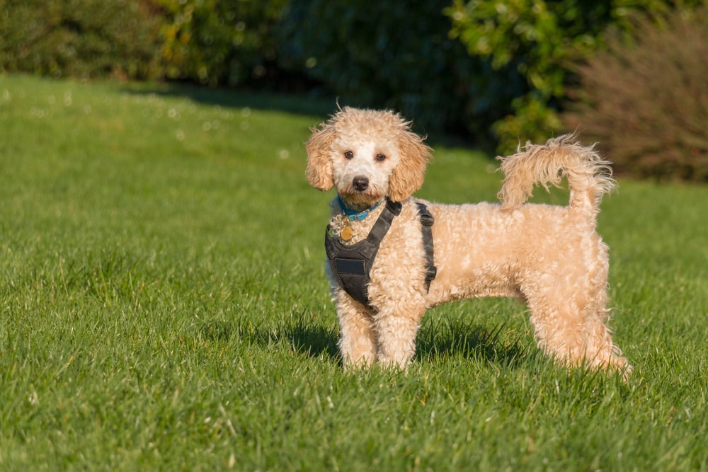 bichon frise dog on a harness