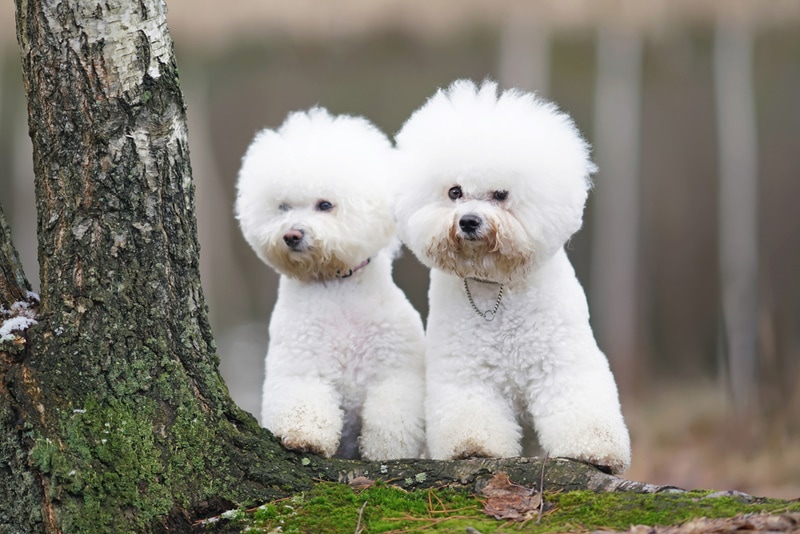 bichon frise dogs near tree