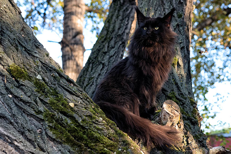 black maine coon sitting on the tree