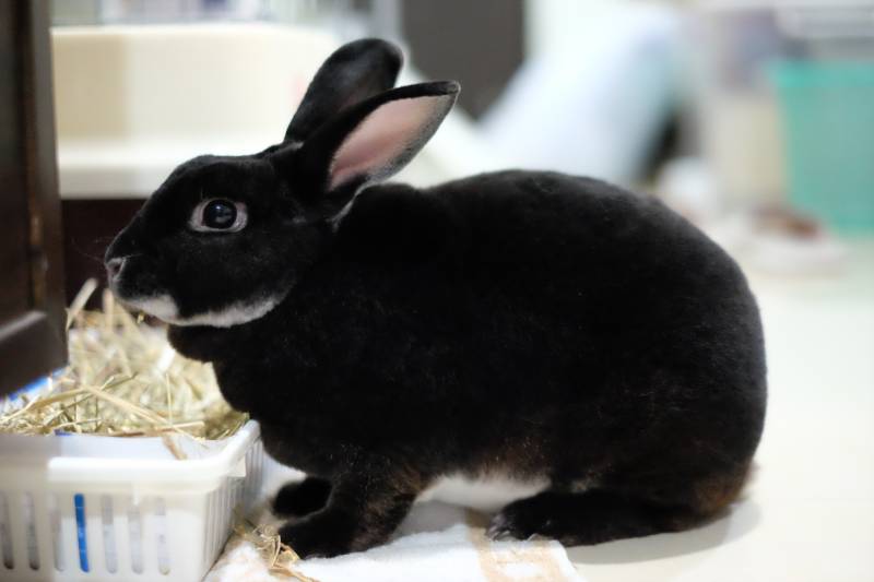 black-otter-rex-rabbit is eating the dried grass from the basket