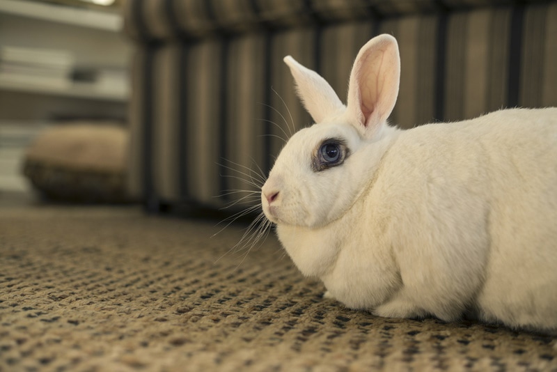blanc de hotot rabbit on the carpet