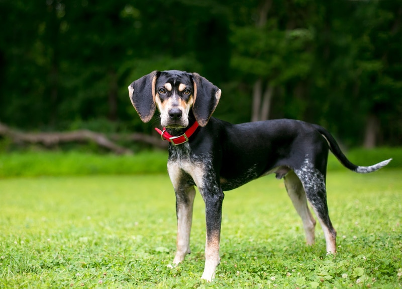 bluetick coonhound in the grass