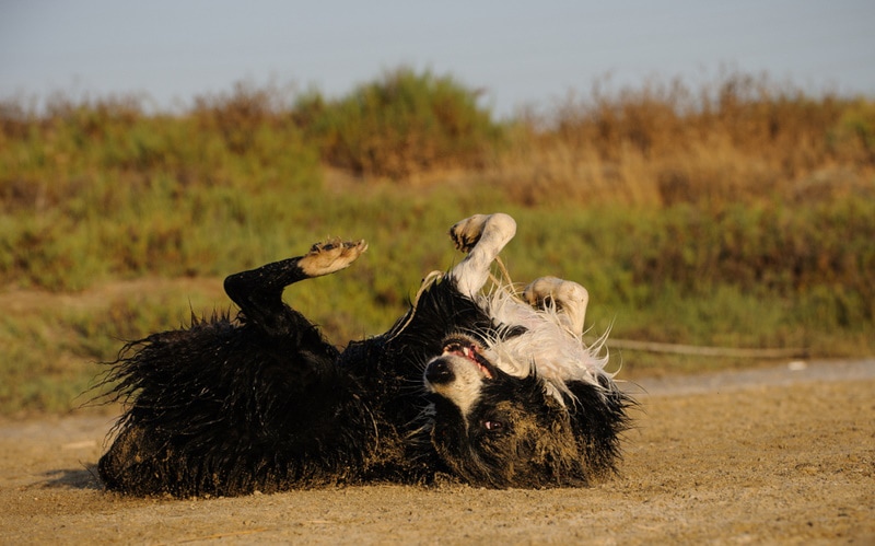 border collie dog rolling in the dirt