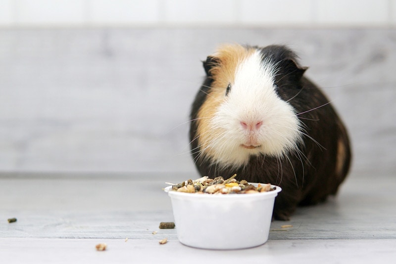 breakfast for guinea pig grain feed from a bowl