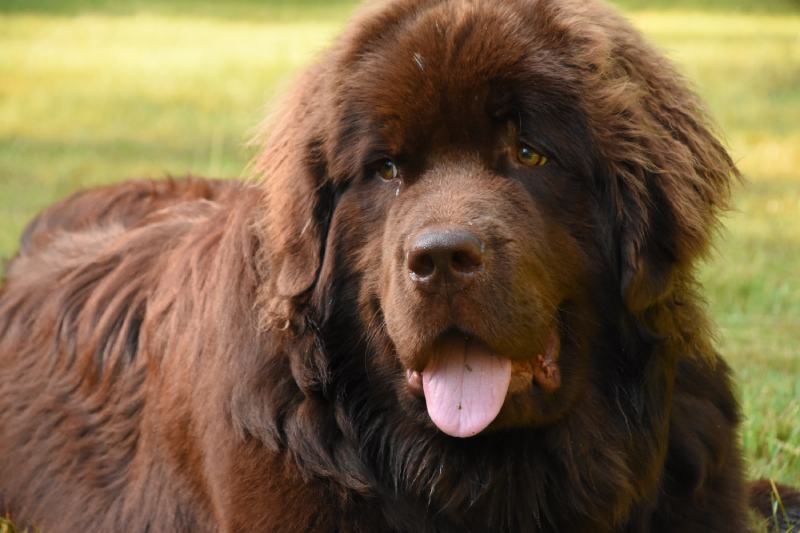 brown Newfoundland dog